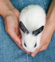 Why does my rabbit lick me?