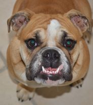 Is undershot jaw really an issue in dogs?