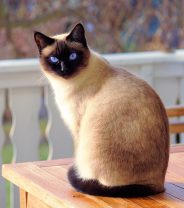 Do Siamese cats make good pets?