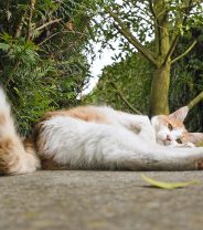 Why does my cat wag their tail?