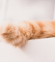 Why does my cat chase their tail?