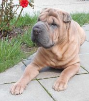 Do Shar Peis make good family pets?