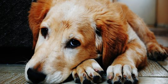 Sad puppy