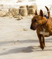 How to stop your dog from pulling on their lead