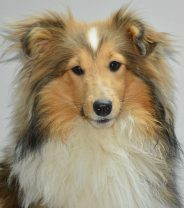 Dogs in season: Five things to do during your dogs season