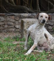 Allergy tests on dog blood - do they work?