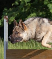 How much exercise is okay for an 8 month old dog?