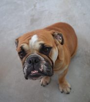 Is screw-tail in dogs a medical issue or just a cosmetic one?