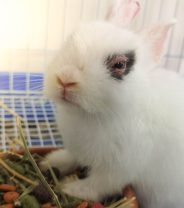 Why does my rabbit have a runny eye?