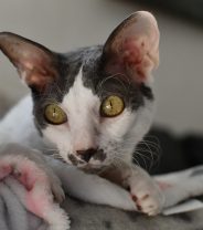 Do Cornish Rex cats make good pets?
