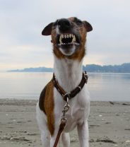 Are dog bites more common on sunny days?
