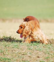 Why does my dog zig zag on walks?