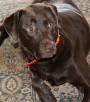 Why does my dog have hiccups?