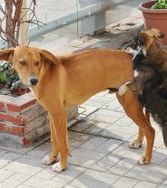All About TVT – The Dangers of Transmissible Venereal Tumour in Dogs 