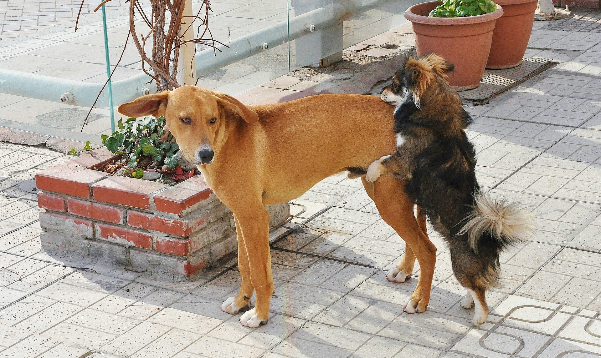 Unimpressed dog being humped by smaller dog