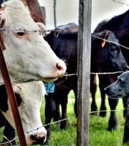Neospora in dogs – how serious is it?