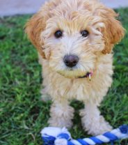 Furry Friend Forever- Your Commitment to Doodle Ownership