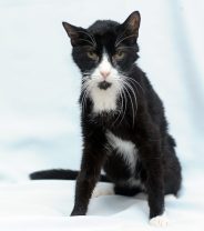 Feeding cats with an overactive thyroid - dos and don’ts