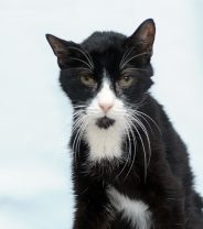 Help! My cat won't eat their kidney diet. What can I do?
