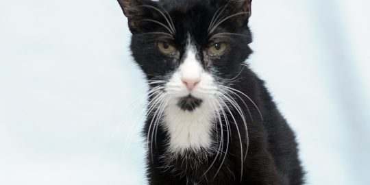 Thin unkempt cat