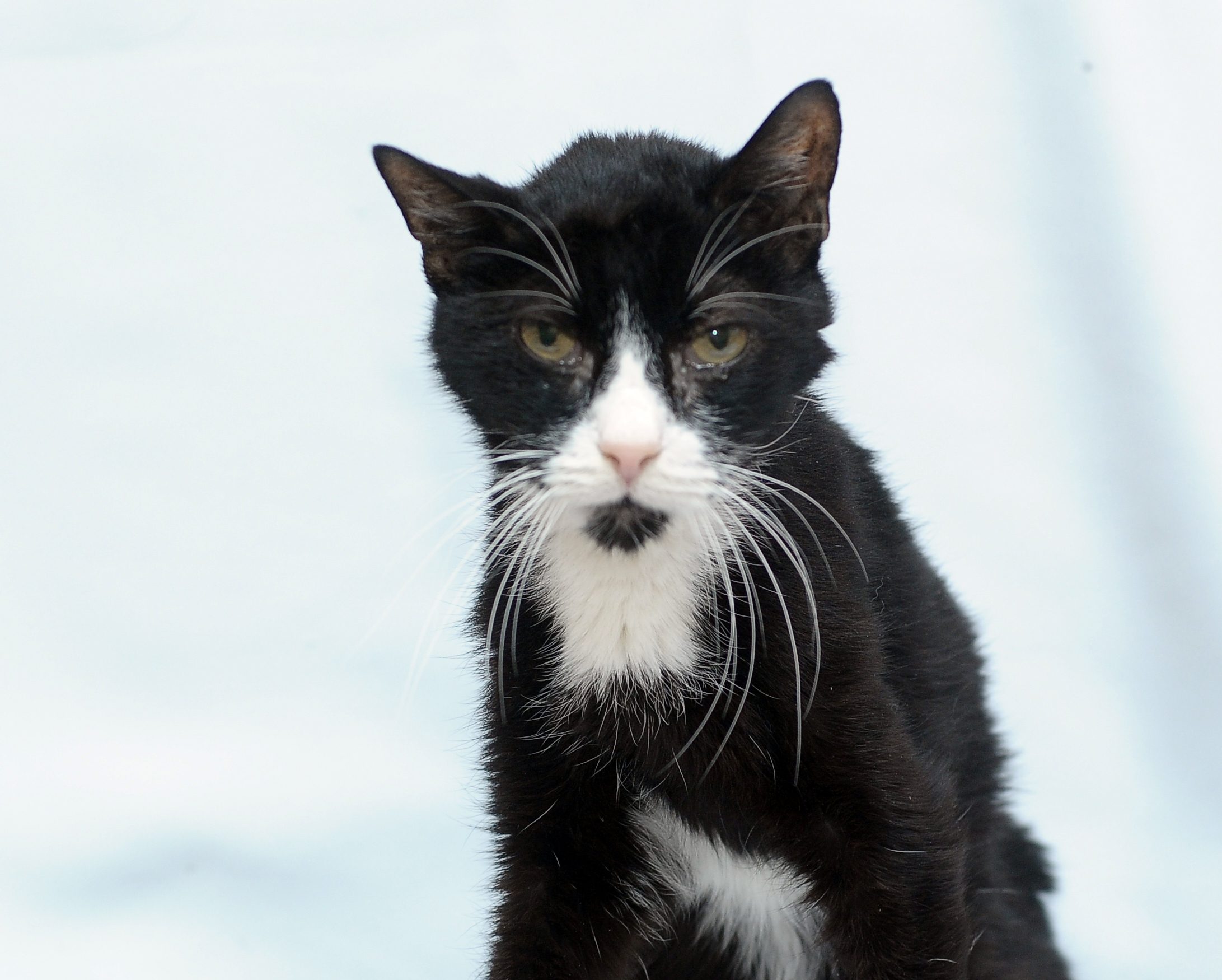 Thin unkempt cat