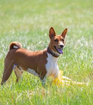 Fanconi Syndrome in Dogs 
