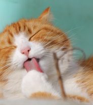 Why does my cat eat my hair?