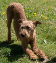 Puppy Yoga: Everything You Need To Know