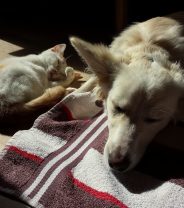 Do Dogs and Cats Have Nightmares? What we can learn from Costello the Octopus…