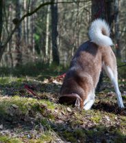 Why does my dog try to bury his food?