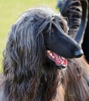 Do Afghan Hounds make good pets?