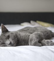 Choosing a cosy cat bed for Christmas