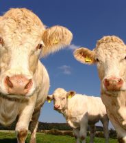 Why do cows like music?