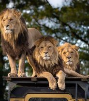 Animal welfare and wildlife parks – a vet’s view