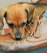 Why does my dog take my shoes?