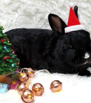 Creating a rabbit friendly Christmas - tips and tricks for keeping things merry 