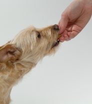 Why does my dog only eat from my hand?
