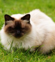 The importance of fibre in a cat's food