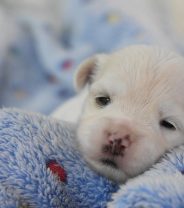 Hand rearing puppies- not for the faint hearted