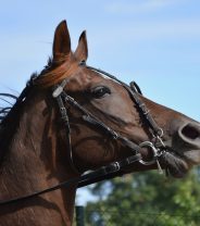 Nose nets for horses - do they actually do anything?