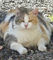 Is there a medicine for diabetic cats that doesn't need injecting?
