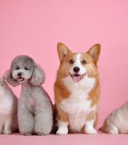 What Pet Should You Have Based on Your Enneagram Type?