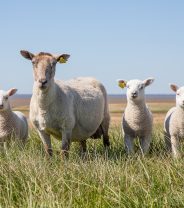 Lamb Triplets
