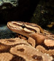 What is the proper environment for a pet python?