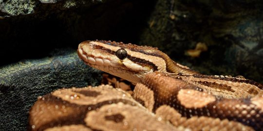 Python