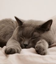 What can be done about ringworm in pets?  