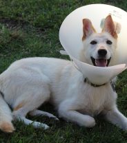 Can I Get My Dog Spayed for Free?