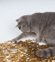 Vet Prices - Have Standards in Care Really Changed?
