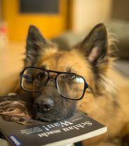 Is It Possible for Dogs to be Short-Sighted?
