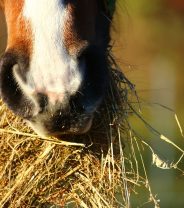 Hay vs haylage: what's the best forage for horses?